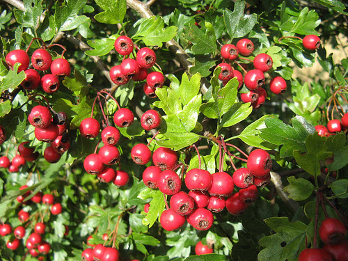 hawthorn-berry